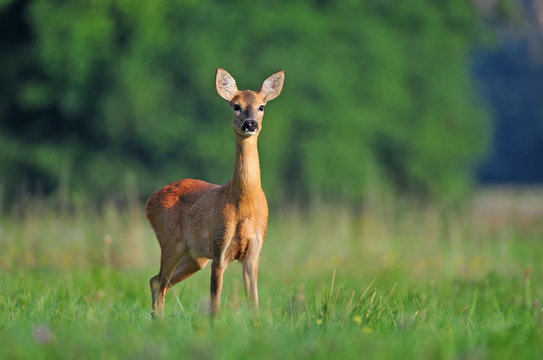 Fototapeta Roe deer