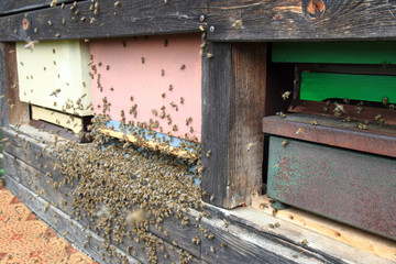 detail of bee hive
