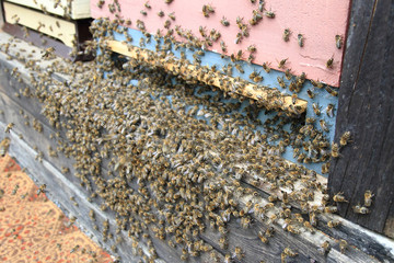 detail of bee hive