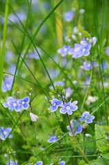 Gamander-Ehrenpreis - germander speedwell 01