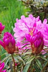 Rhododendron 28