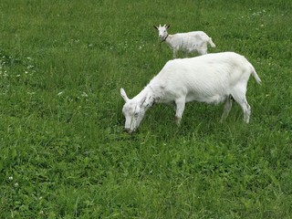 Goat and her kid on pasture