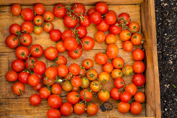 tomatoes