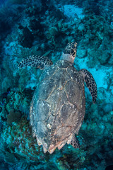 Naklejka premium Hawksbill Turtle 1