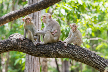 monkey