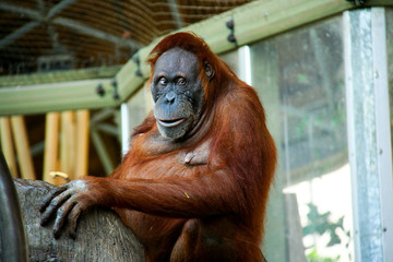 Sumatran Orangutan D