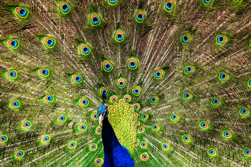 Obraz premium Peacock A