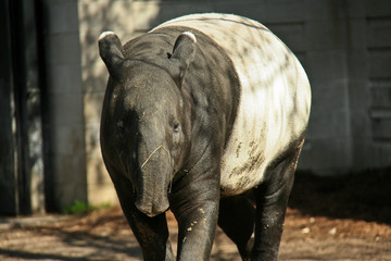 Malayan Tapir Zoo