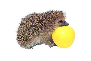 Forest wild hedgehog with yellow apple isolated