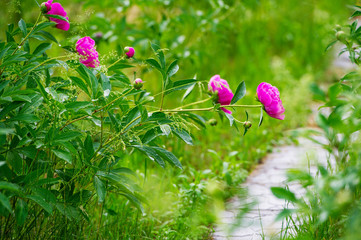 Peonies flowerbed background