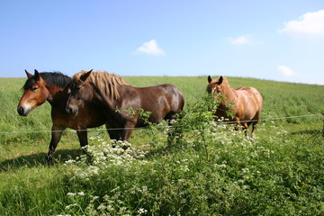 Fototapeta na wymiar przepychające się konie