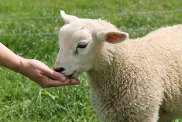 Obraz premium A Small Baby Lamb Being Fed by Hand.