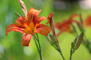 Fototapeta premium Orange lilly