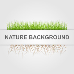 Abstract nature background. Green grass.