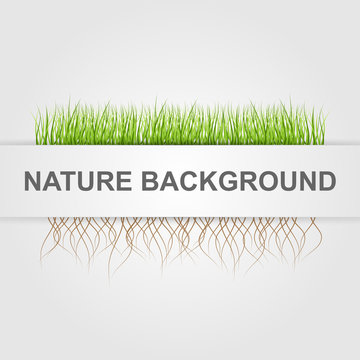 Abstract nature background. Green grass.