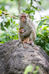 monkey