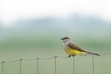Western kingbird perching