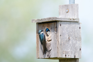 Tree swallow couple