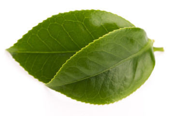 fresh tea leaves isoalted on the white background