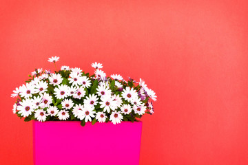 Bundle of beautiful summer flowers,against colorful background.