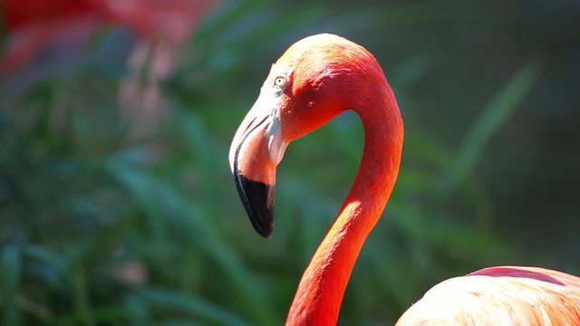 Portrait of Cuban Flamingo on a green background