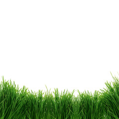 Fototapeta premium green grass isolated on white background