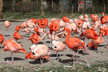 Obraz premium Group of flamingos