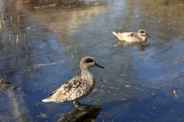 Marbled teal