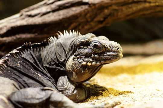 Cuban ground iguana in a zoo