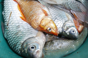 Freshwater fish in the box