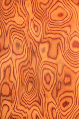 Obraz premium texture of root oak, wood texture , natural rural tree backgroun