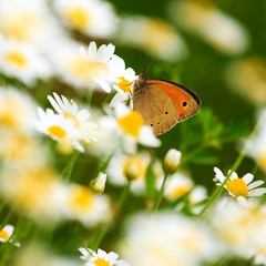 Fototapeta premium Close-up photo of the beautiful butterfly.