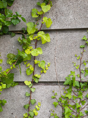 creeper plant detail