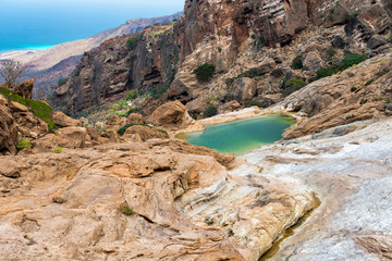 Socotra Homhil dragon tree