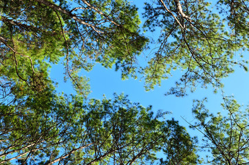 View of a Pine Plantation