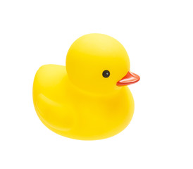 Yellow duck isolate on white background 