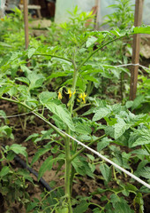 Tomato seedling with color.