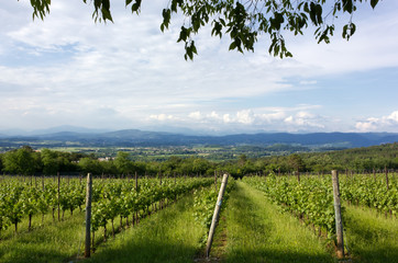 Obraz premium Rural Landscape with Vineyard in the Foreground