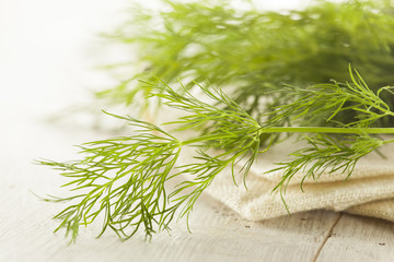Fototapeta premium Organic Green Dill Herb