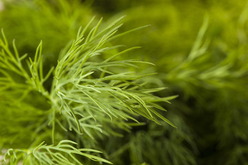 Organic Green Dill Herb