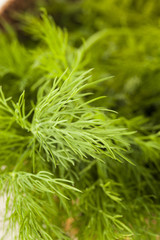 Organic Green Dill Herb