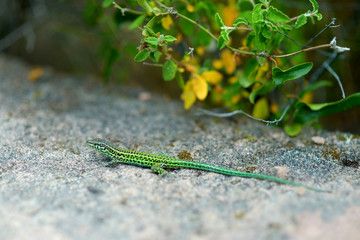 Small green lizard