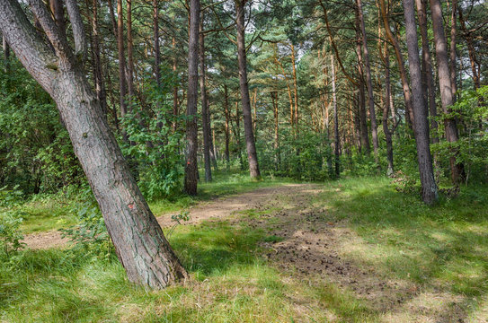 Fototapeta Single lane road in forest