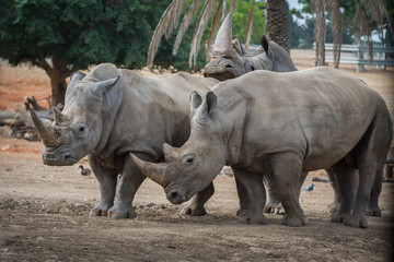 Rhinos in safari Ramat-Gan