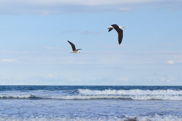 Fototapeta na wymiar Background two flying seagull sea blue sky
