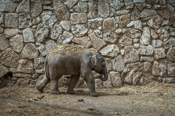 Baby elephants in safari Ramat-Gan