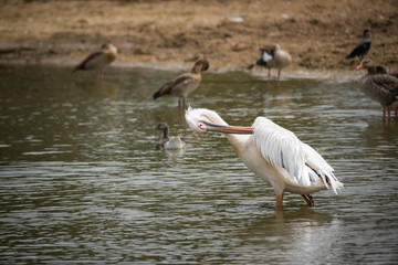 Pelican in safari Ramat-Gan