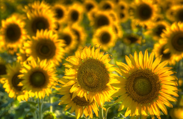 Texas Sunflower Field