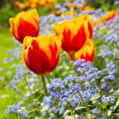 Tulpe und Vergissmeinicht  - tulip and forget-me-not 09