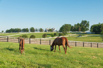 Naklejka premium Horses at horse farm. Country landscape.